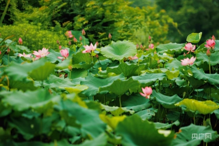 湖湘画卷｜衡东：共赴一场清荷飘香的夏日之约